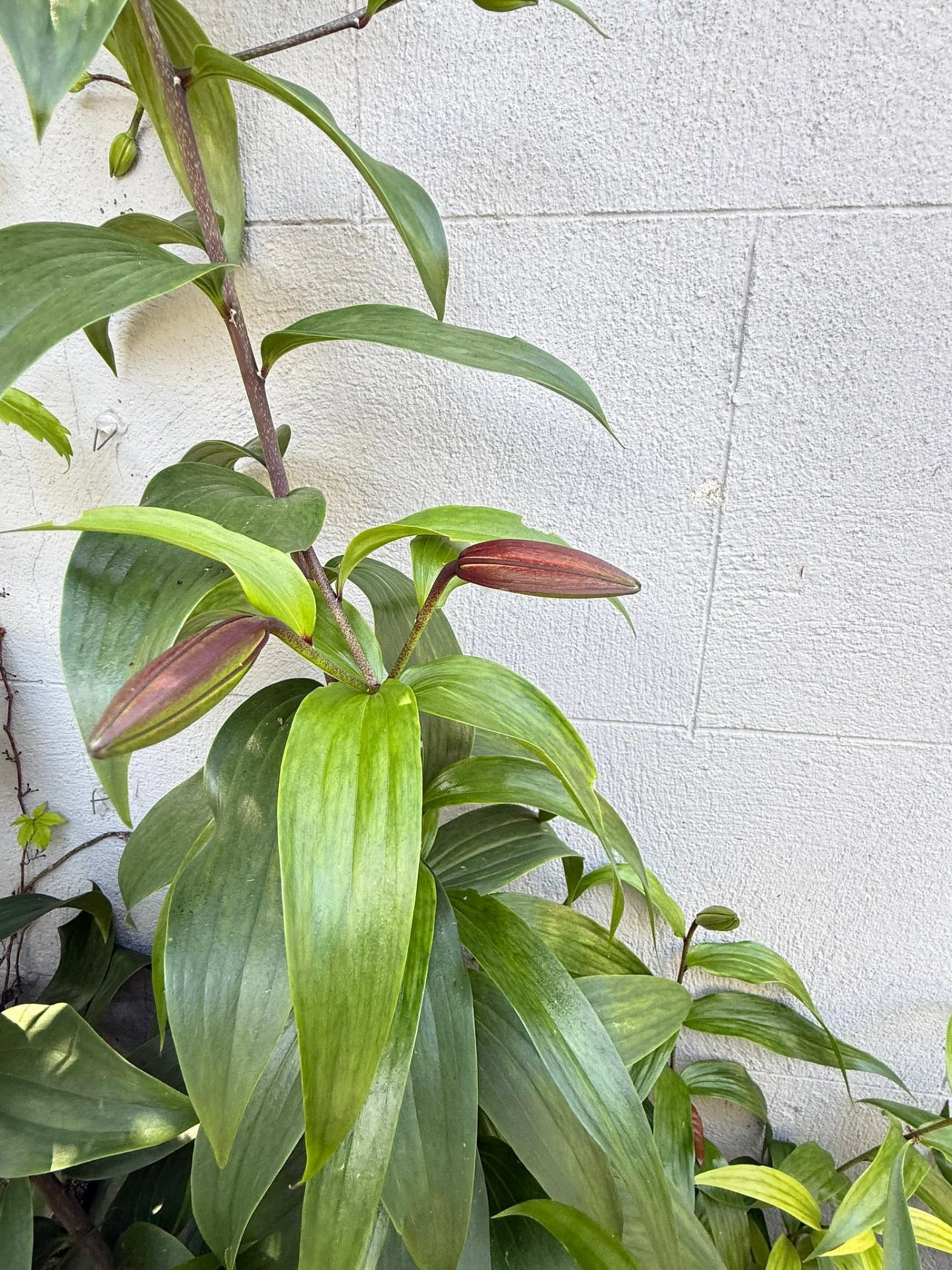 Lilies climbing the courtyard wall
