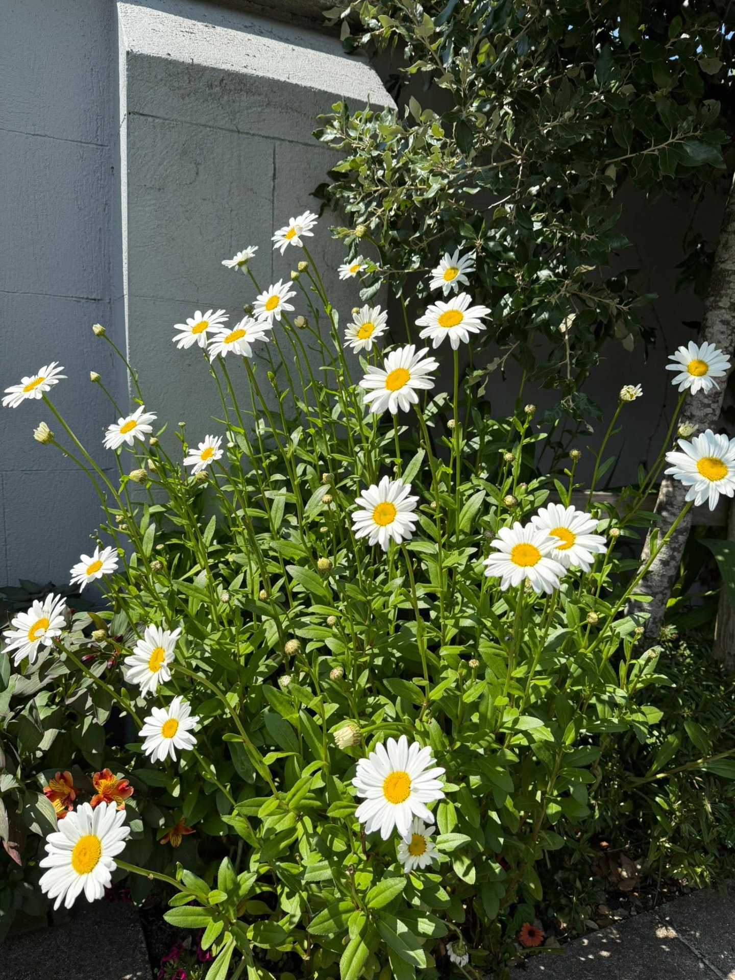 Daisies in bloom by the courtyard wall